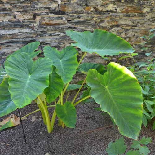 Colocasia Esculenta