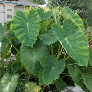 Colocasia Esculenta