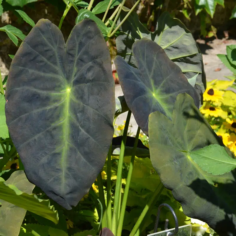 Colocasia Esculenta Black Magic