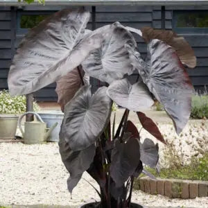 Colocasia esculenta Diamond Head