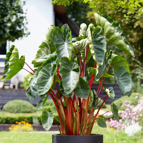 Colocasia esculenta Hawaiian Punch