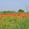 Coquelicot sauvage preseme bio
