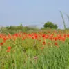 Coquelicot sauvage preseme bio