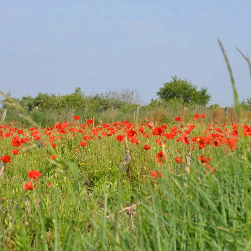 Coquelicot sauvage preseme bio