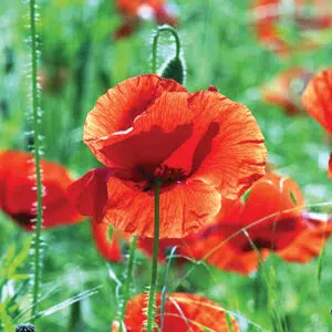 Coquelicot sauvage preseme bio