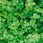 Coriandre cultivee bio