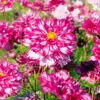 Cosmos double Click Bicolor Violet