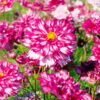 Cosmos double Click Bicolor Violet
