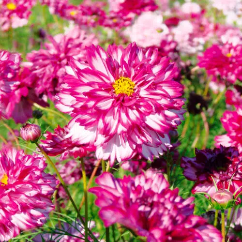 Cosmos double Click Bicolor Violet