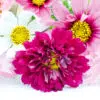 Cosmos double Click Cranberries