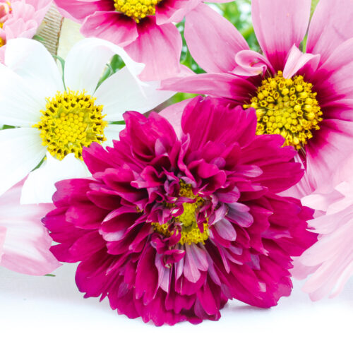Cosmos double Click Cranberries