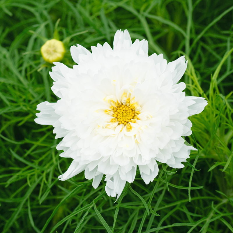 Cosmos double Click Snow Puff