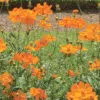 Cosmos Sulphureus preseme bio
