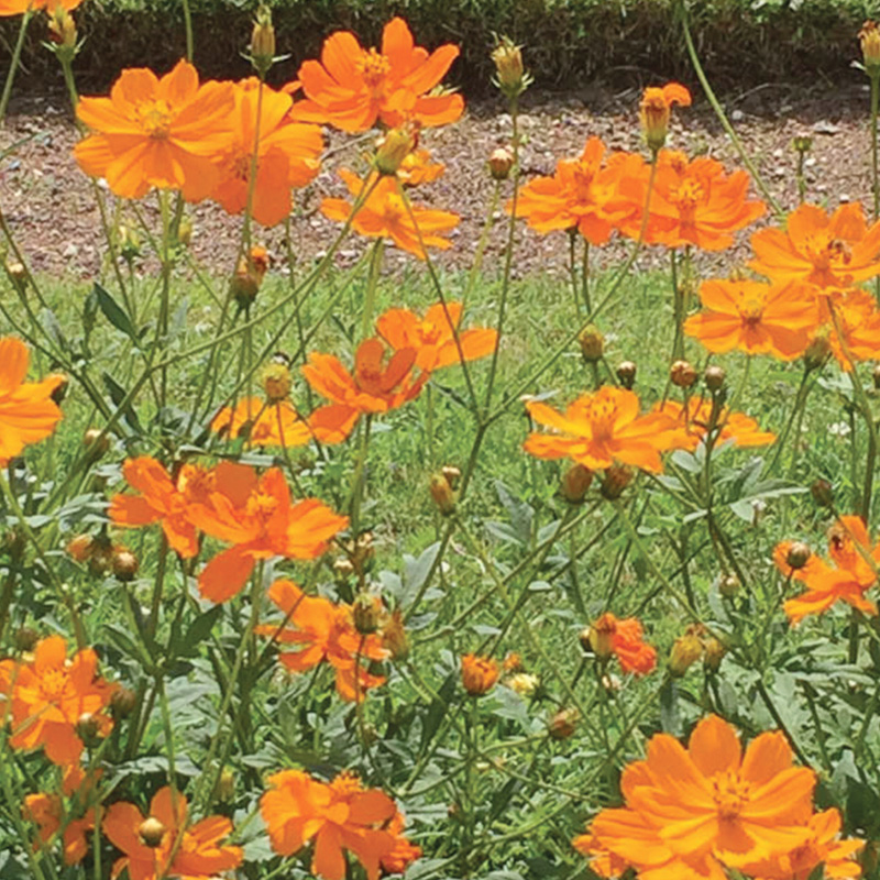 Cosmos Sulphureus présemé bio - Ernest TURC