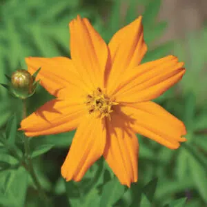 Cosmos Sulphureus preseme bio