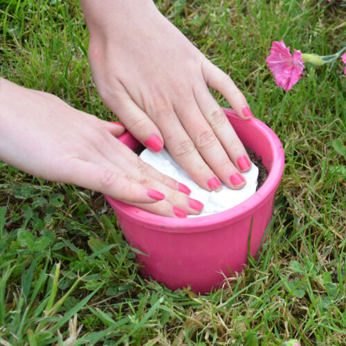 Cosmos Sulphureus preseme bio