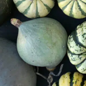 Courge blue ballet