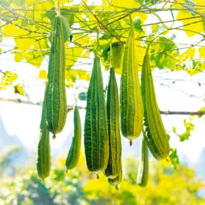 Courge éponge Loofah