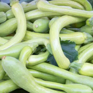 Courge musquée longue de Nice