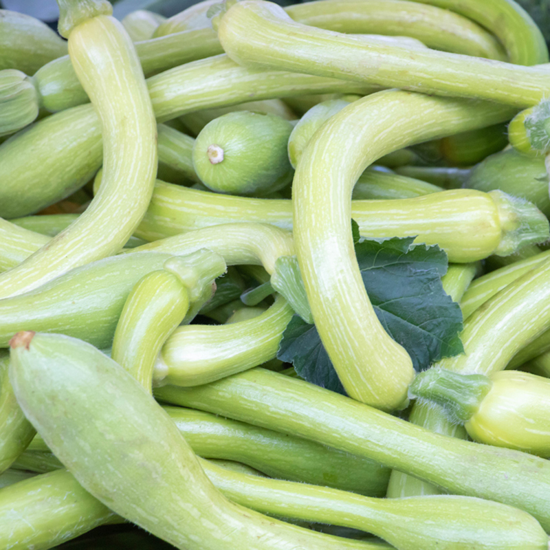 Courge Musquée longue de Nice - Ernest TURC