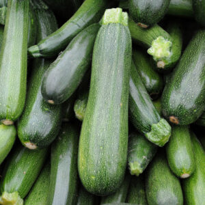 Courgette Verte Non Coureuse Des Maraîchers