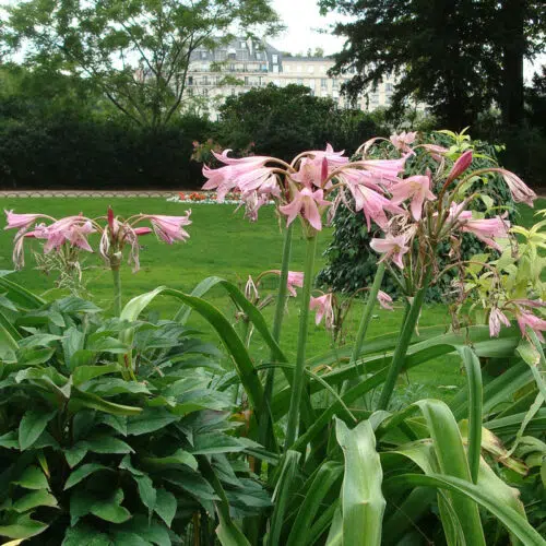 Crinum Powelli