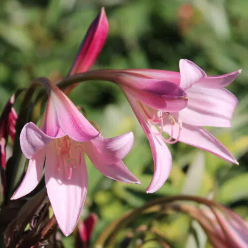 Crinum Powelli