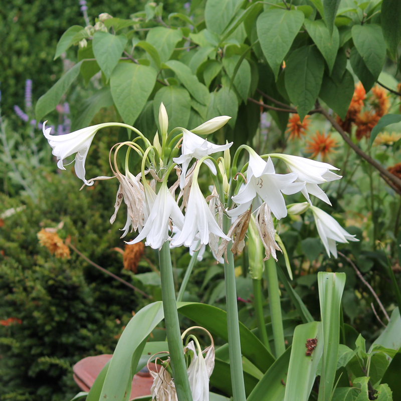 Crinum Powelli blanc