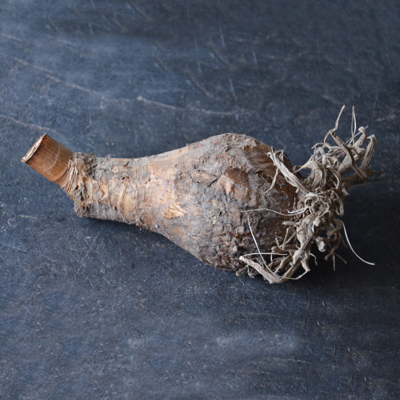 Crinum Powelli blanc