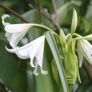 Crinum Powelli blanc