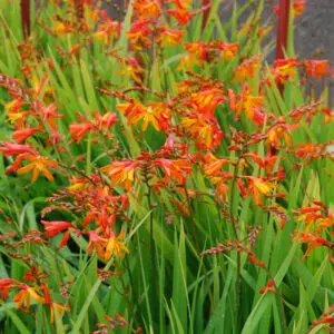 Crocosmia Babylon