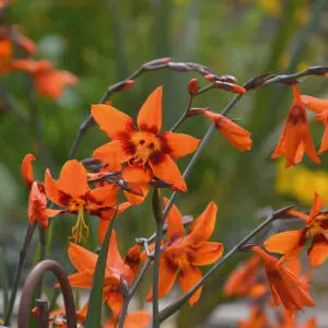 Crocosmia Emily Mac Kenzie