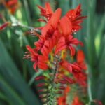 Crocosmia Lucifer
