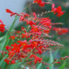 Crocosmia Lucifer
