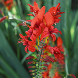 Crocosmia Lucifer