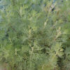 Cumin