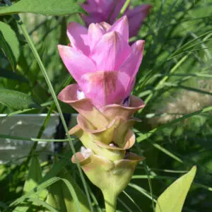 Curcuma Alismatifolia