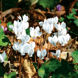 Cyclamen Album