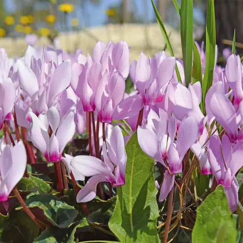 Cyclamen Cilicium