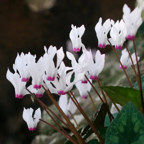 Cyclamen Cilicium