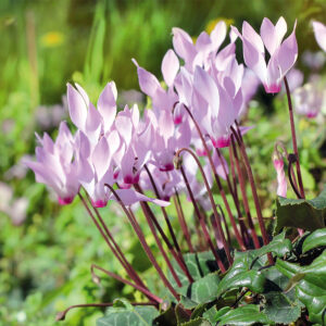 Cyclamen Cilicium