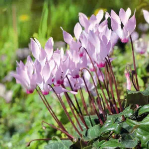 Cyclamen Cilicium