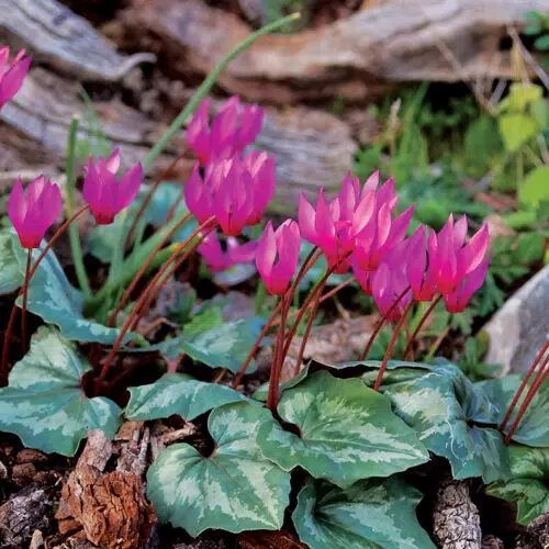 Cyclamen Coum