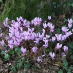 Cyclamen de Naples printemps