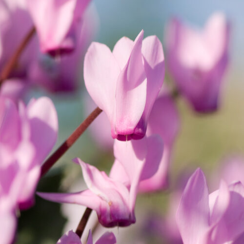 Cyclamen de Naples