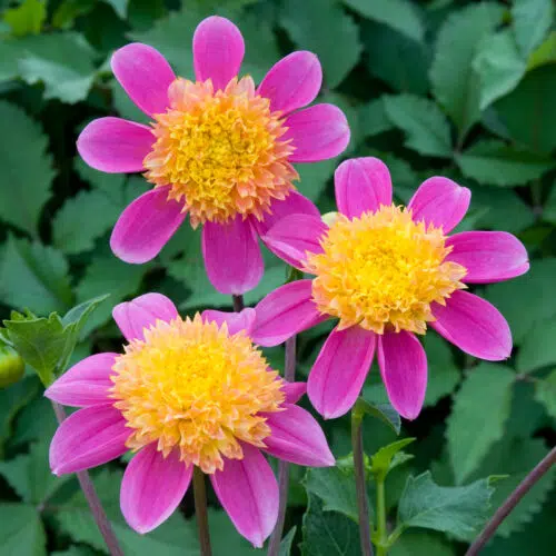 Dahlia alvéolé Funambule