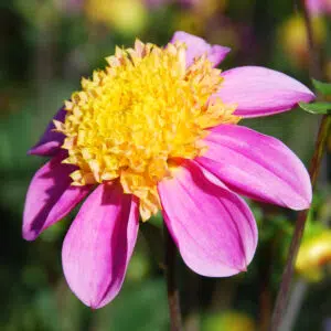 Dahlia alvéolé Funambule