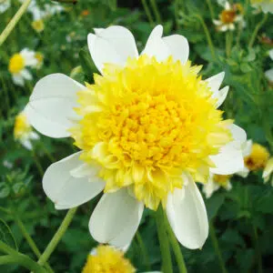 Dahlia alvéolé Mimosa