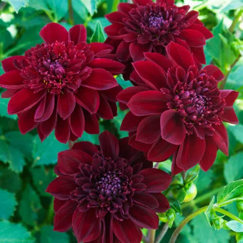 Dahlia alvéolé Mystère