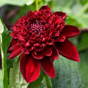 Dahlia alvéolé Mystère